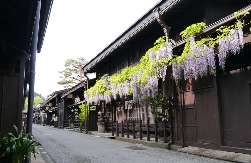 Wisteria flowers blooming over the wooden facades of Takayama’s historic Sanmachi Suji district in late spring.