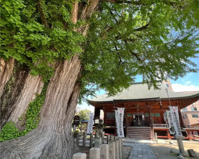 Massive ginkgo tree standing beside the main hall of Hida Kokubunji Temple in Takayama, a famous natural monument.