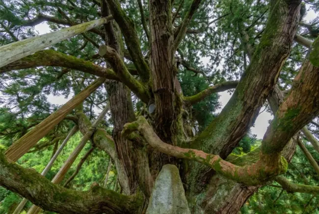 Massive sacred cedar tree in the Hakusan area, with thick branches covered in moss and wooden supports surrounding the trunk.