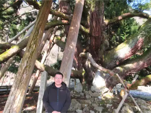 Massive sacred cedar tree in the Hakusan area, with thick branches covered in moss and wooden supports surrounding the trunk.