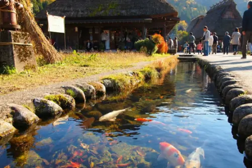 Clear Waters & Koi Fish