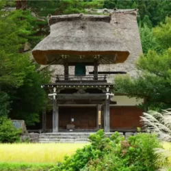 Thatched-roof bell tower gate of Myosenji Temple standing beside golden rice fields and lush green forest in Shirakawago’s traditional village landscape.